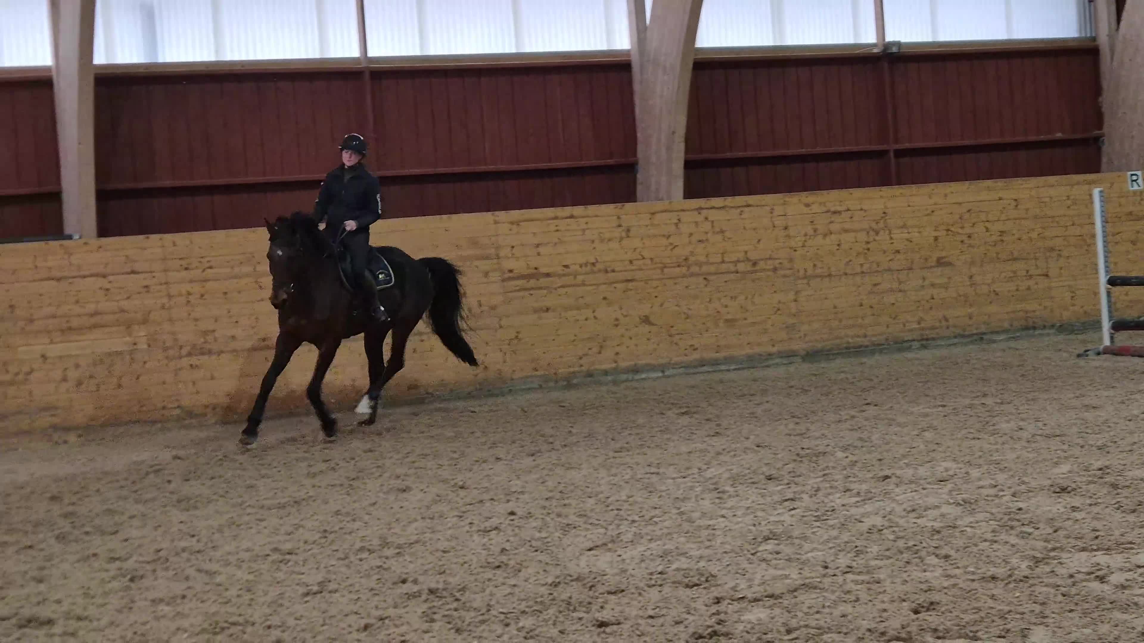 Hoppning hästar till salu: Supertrevlig 9årig valack i Trollhättan - Video 1