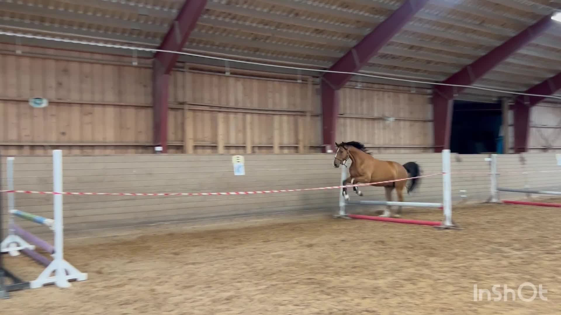 Allround hästar till salu: Till dig som vill ha en bästa vän - Video 1