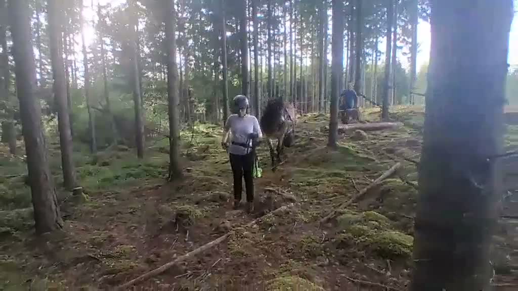 Allround hästar till salu: Sto 2år - Video 1