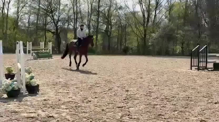 Hoppning hästar till salu: Fantastiskt sto - Video 3