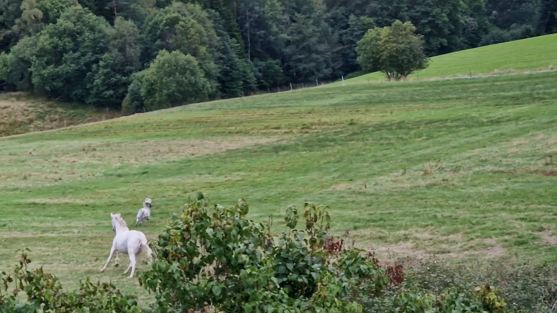 Western hästar till salu: Spännande 3-årig appaloosa korsning i Bullaren - Video 1