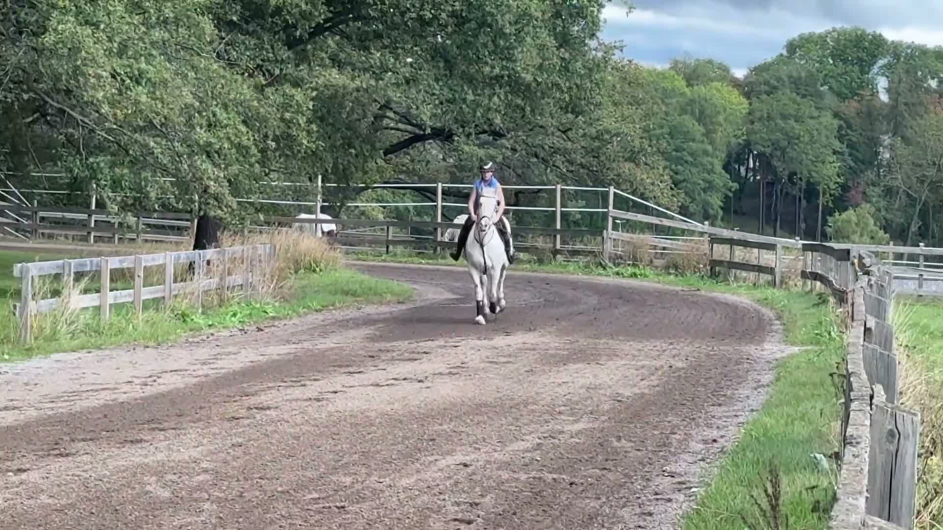 Allround hästar till salu: Super snäll valack  - Video 3