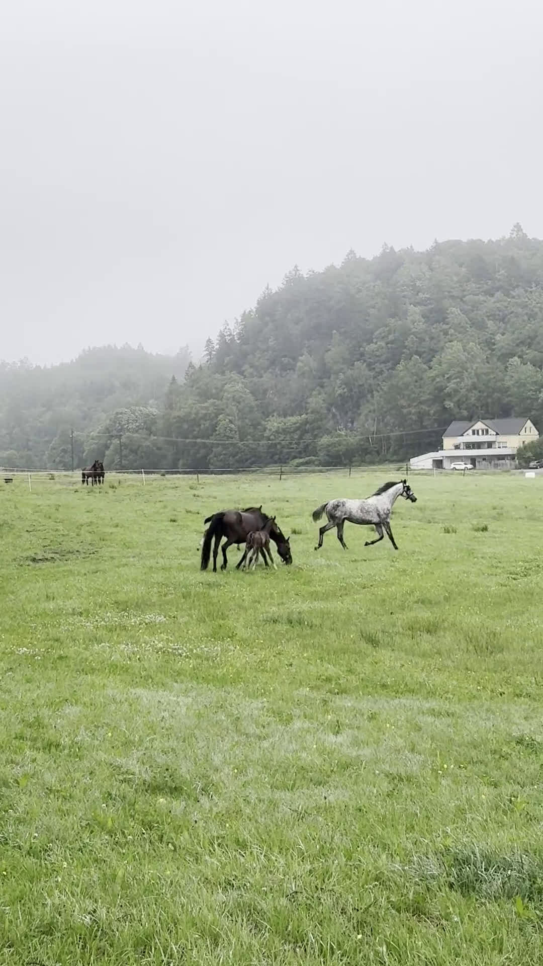 Hoppning hästar till salu: Välstammad hopphingst - lägg bud! i Ljungskile - Video 2