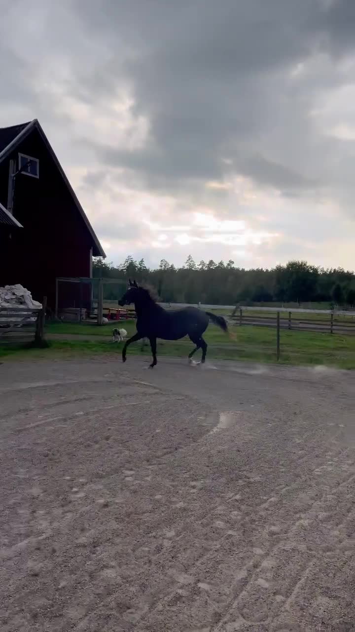 Allround hästar till salu: Snällaste unghästen  - Video 5