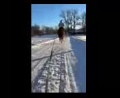 Allround hästar till salu: Läromästare med hjärta av guld! ❤️ - Video 2