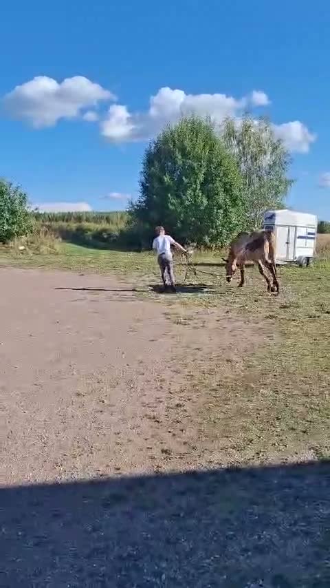 Allround hästar till salu: En trygg allroundhäst med hjärtat på rätt ställe❤️ - Video 2