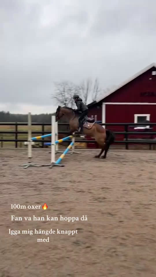 Hoppning hästar till salu: Mycket trevlig ponny! Reserverad! - Video 1