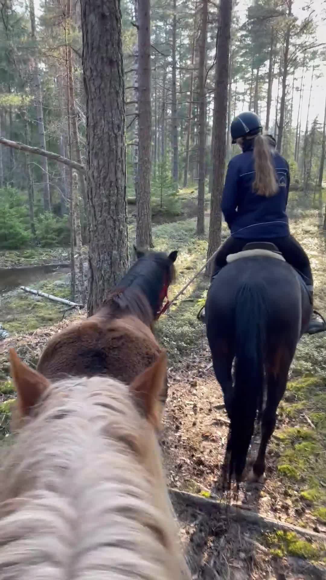 Allround hästar till salu: Välstammad underbar ridponny för hobbyridning - Video 2
