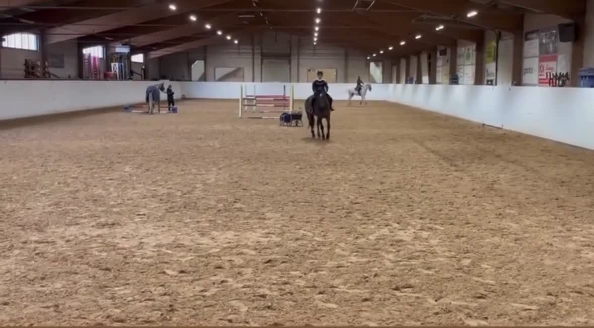 Allround hästar till salu: Tävlings/träningskompis eller lyxigare hobbyhäst - Video 2