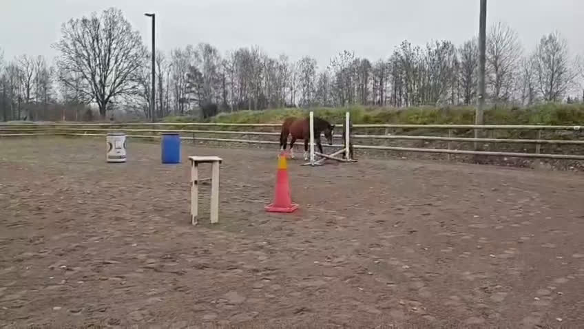 Allround hästar till salu: Vackert KWPN sto i Nybro - Video 2