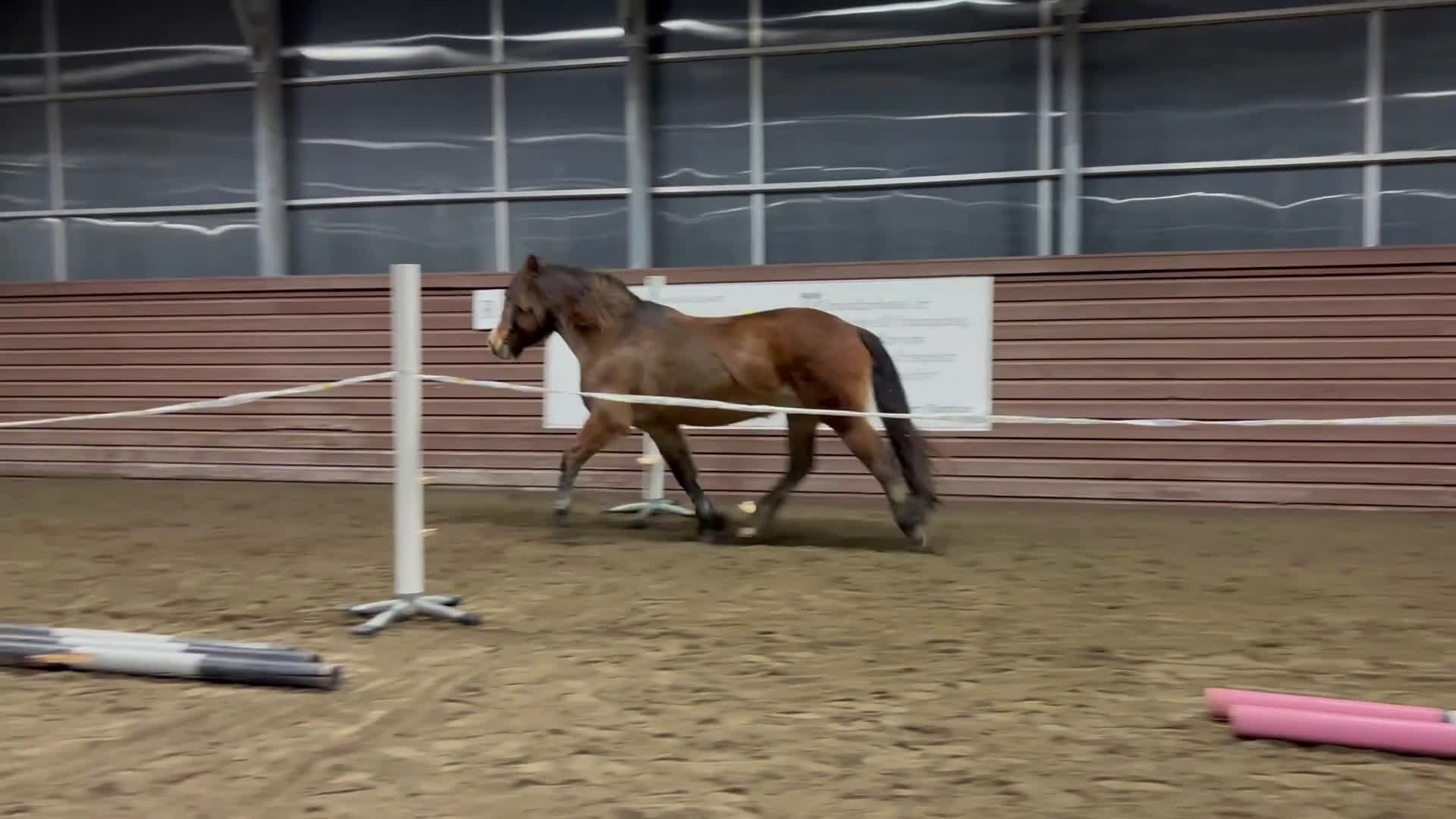 Allround hästar till salu: Söker fodervärd på Långsikt eller ev köp! i Sollefteå - Video 3