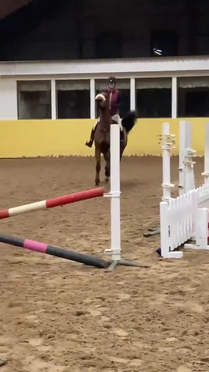 Allround hästar till salu: Fint halvblodssto - Video 1