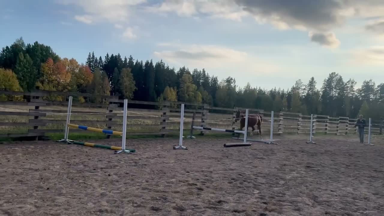 Hoppning hästar till salu: Hoppämne för framtiden  - Video 1