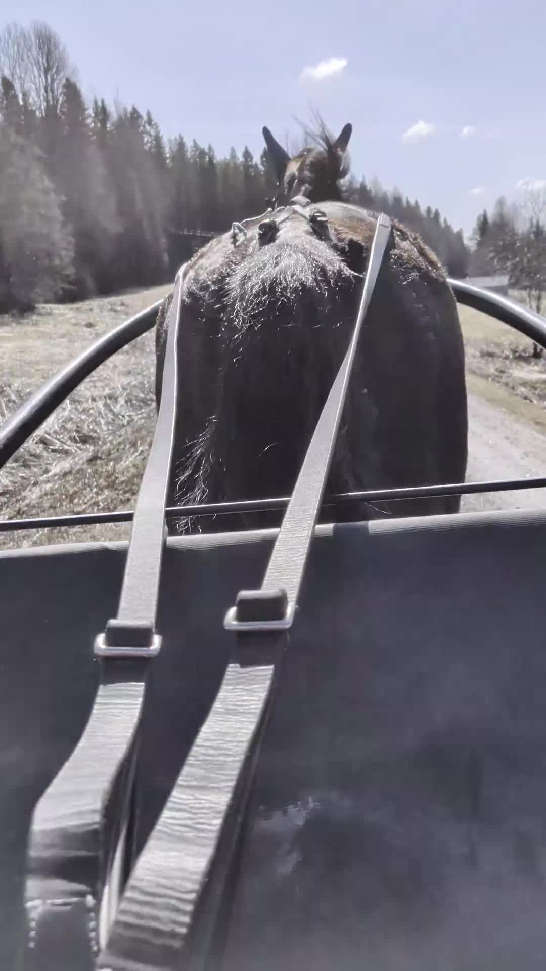Trav hästar till salu: Musse söker nytt hem - Video 1