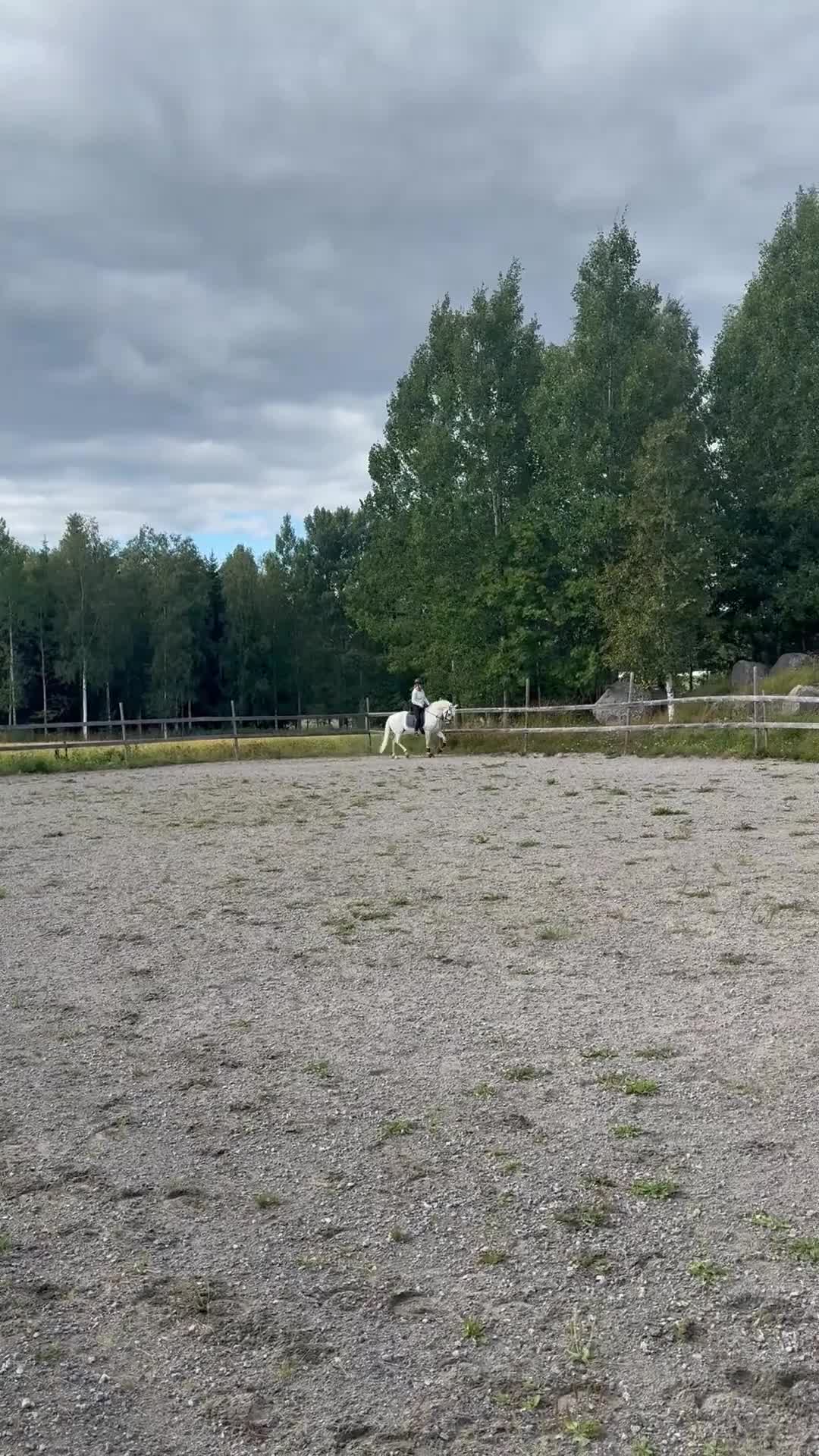 Allround hästar till salu: Tävlingskompis & bästavän! - Video 2