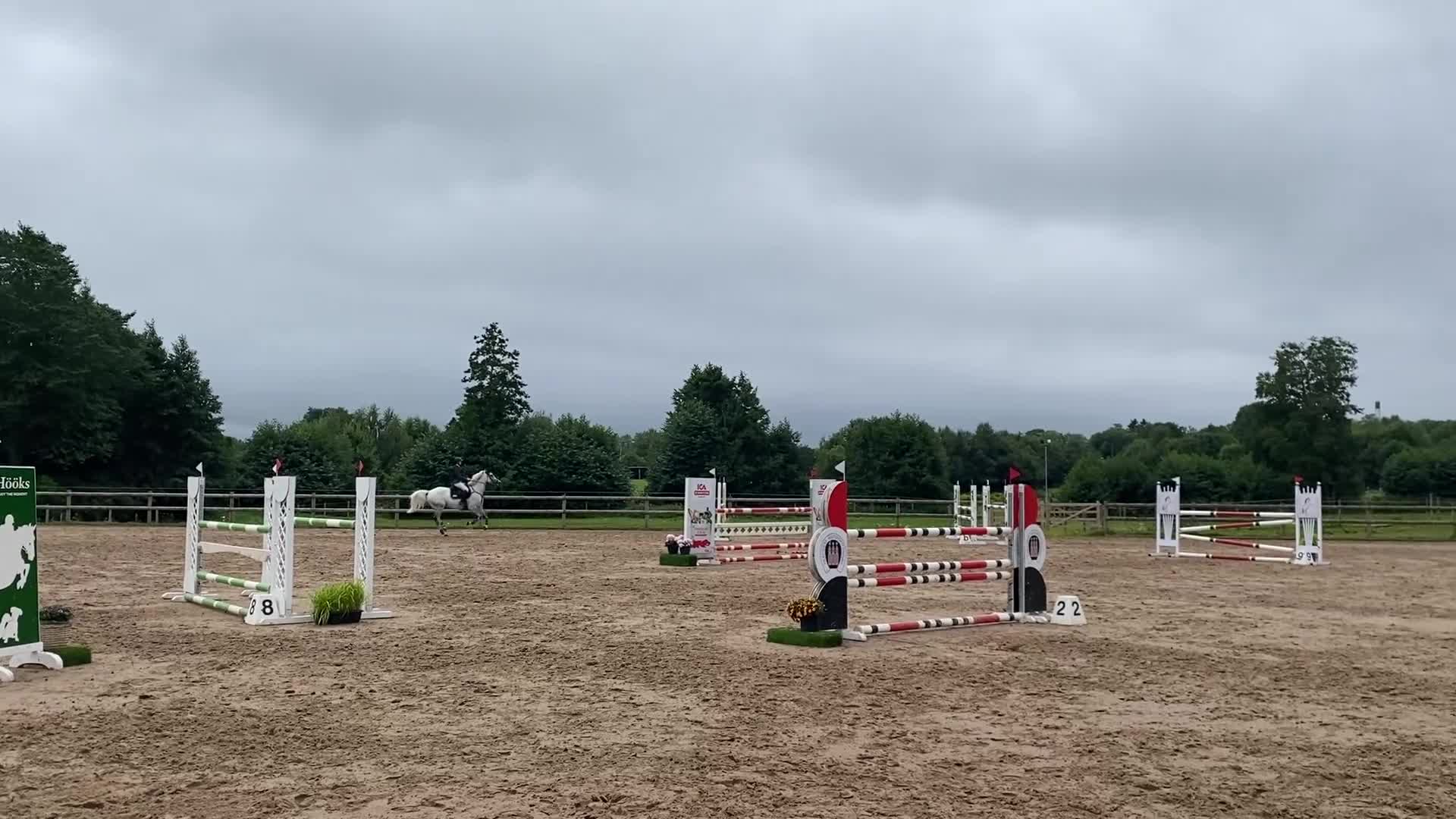 Hoppning hästar till salu: Cardento- sto med stor kapacitet - Video 4