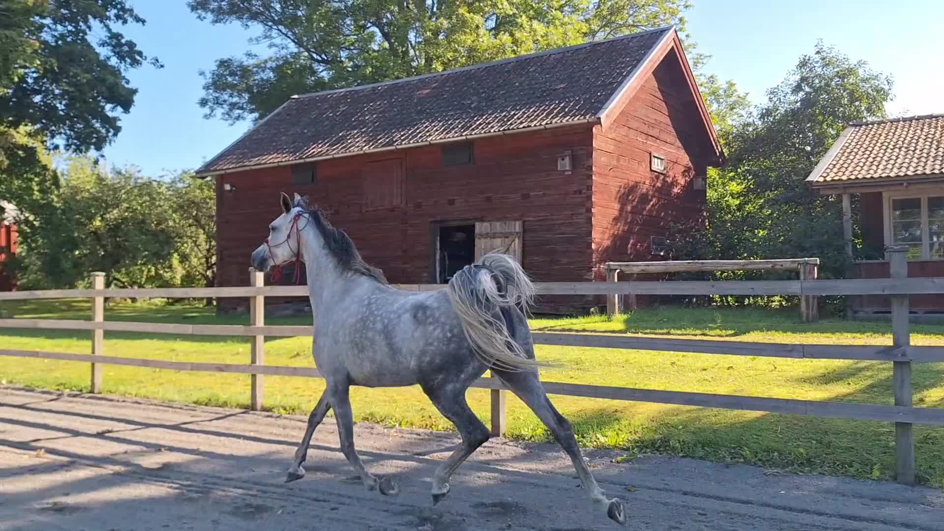 Allround hästar till salu: Flera ston och en hingst - Video 2