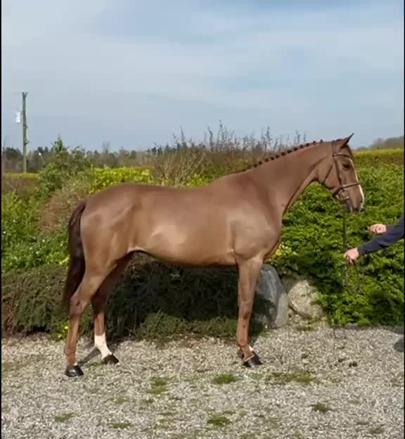 Hoppning hästar till salu: 9 årig valack 🌸 - Video 1