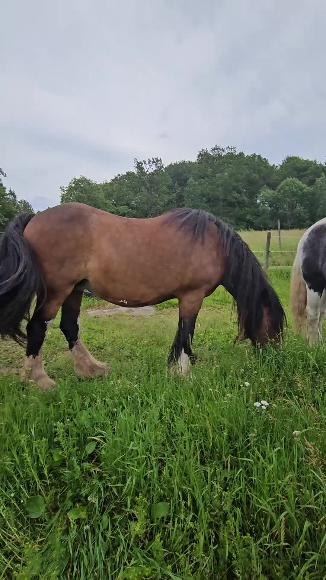 Allround hästar till salu: Cobbigt Tinkersto i bra storlek - Video 1