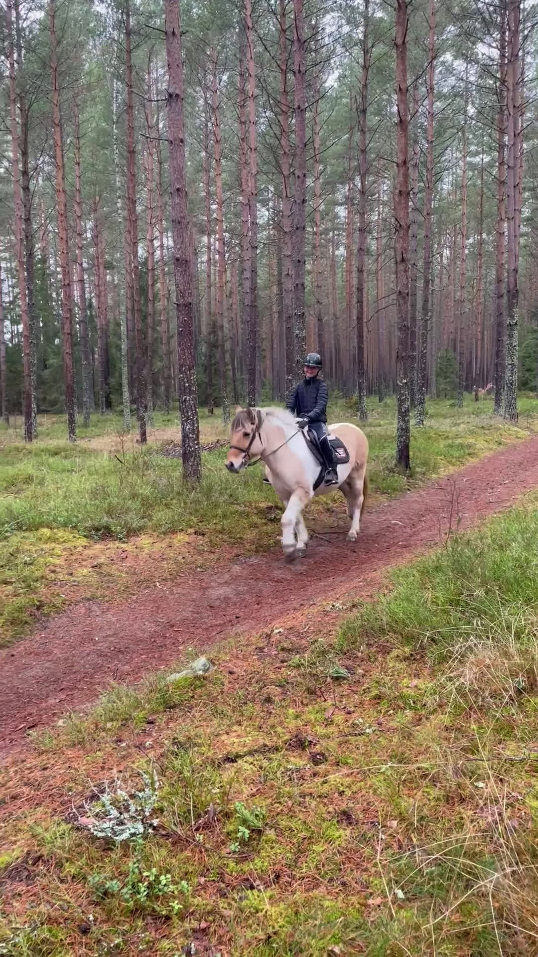 Allround hästar till salu: Litet c-ponny sto - Video 2