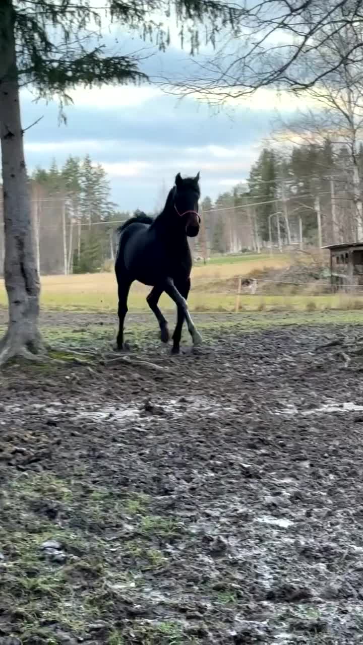 Övrigt hästar till salu: Vacker valack  - Video 1
