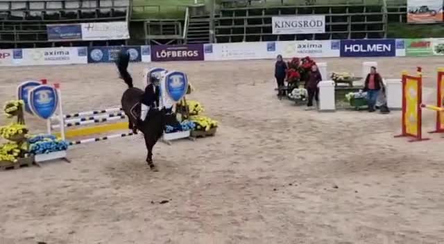 Hoppning hästar till salu: Hopphäst/framtida avel - Video 1