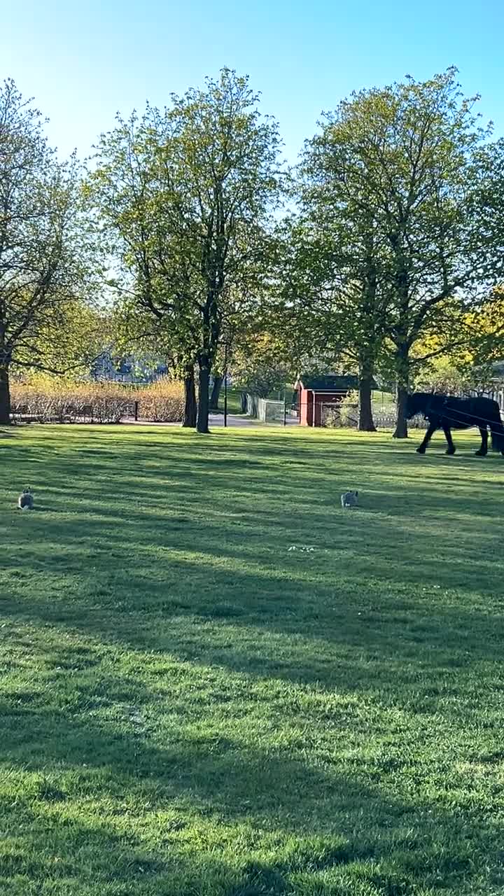 Körning hästar till salu: Bästa Marino  - Video 4