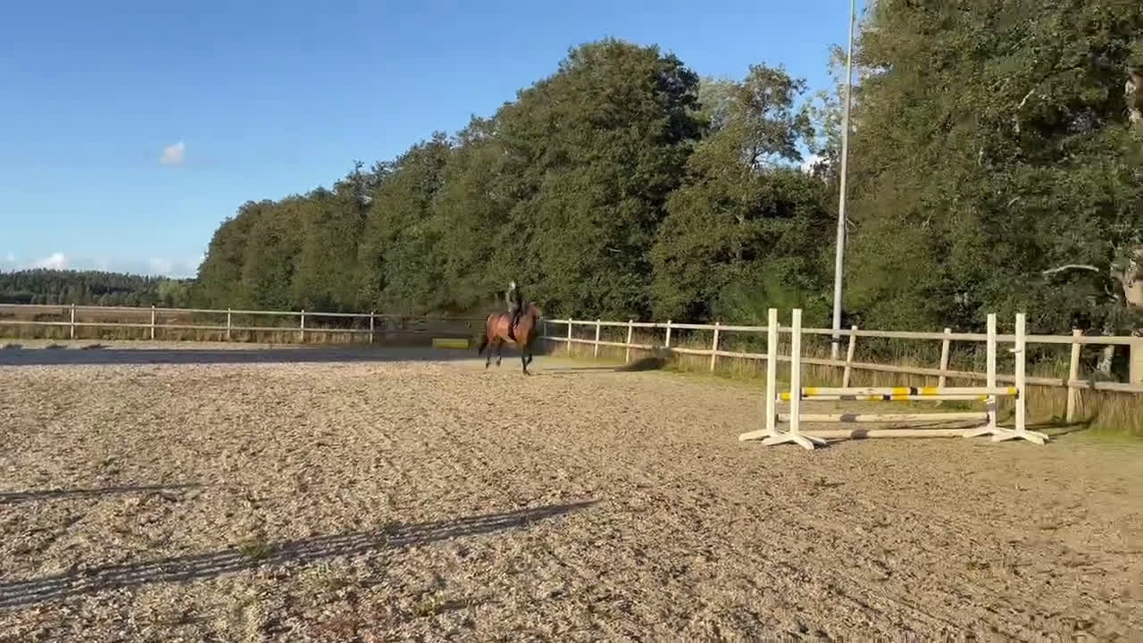 Allround hästar till salu: Härligt SWB sto  i Ballingslöv - Video 1