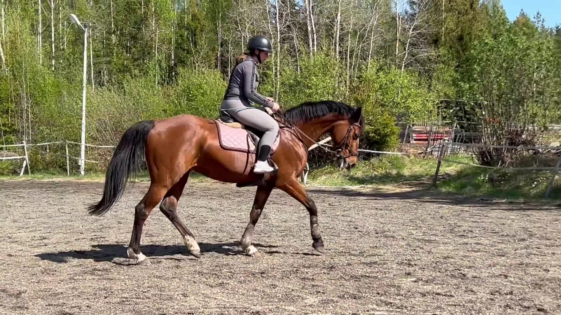 Allround hästar till salu: Dressyr/Avel projekt i hoppningen  - Video 2