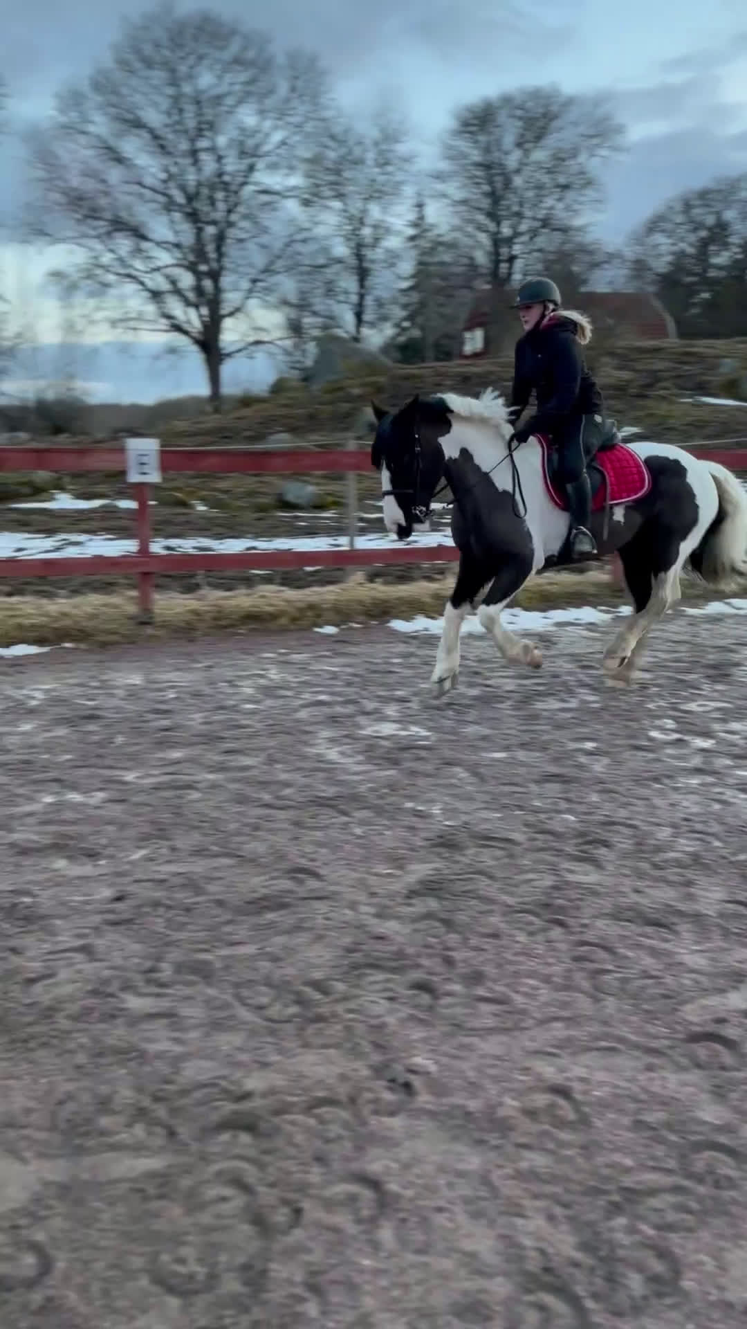  foderhäst sökes: Foderhäst (senare köp) sökes i Björklinge - Video 2