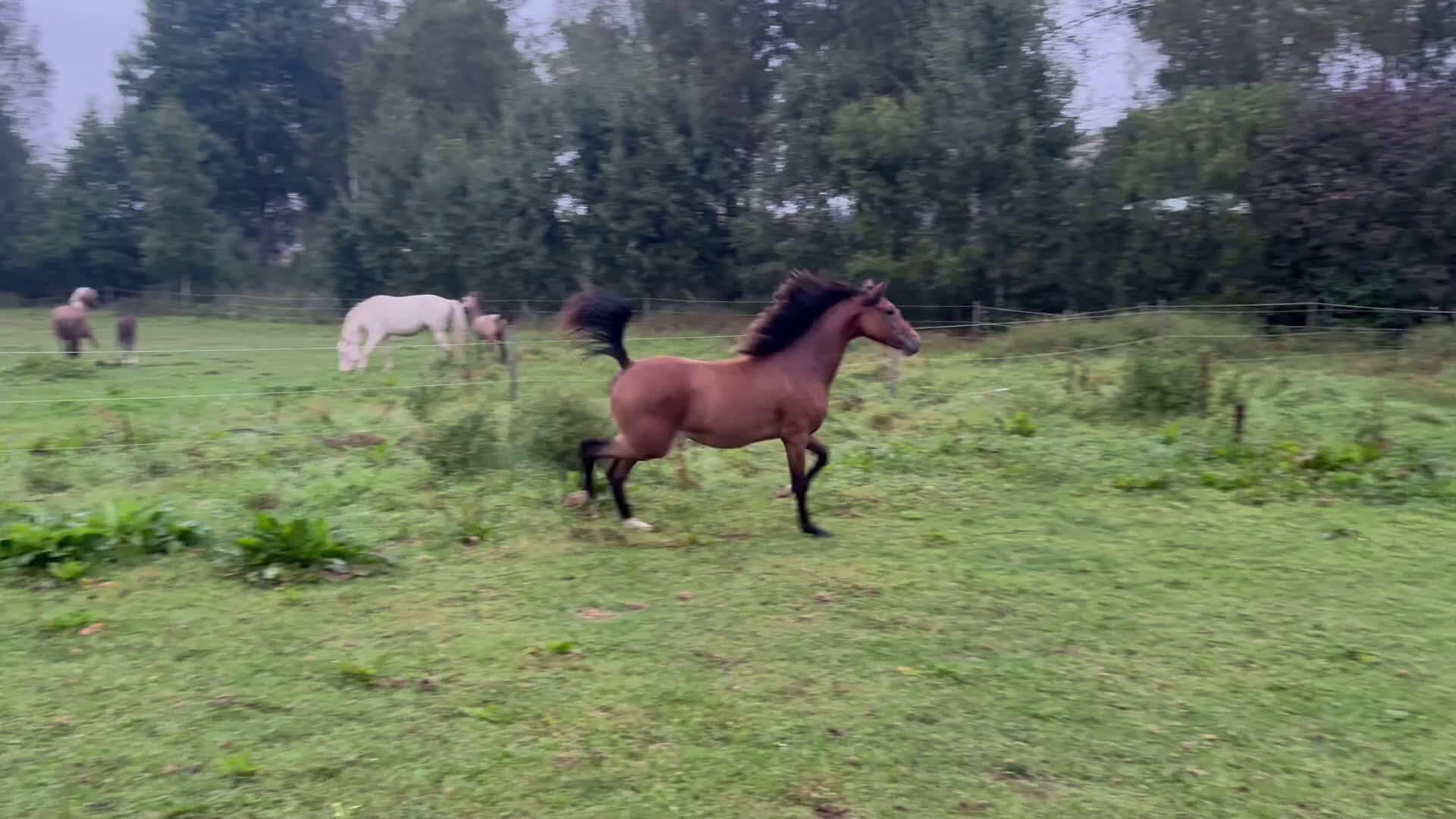 Allround hästar till salu: Blivande 2 åring Kat D i Vimmerby - Video 2