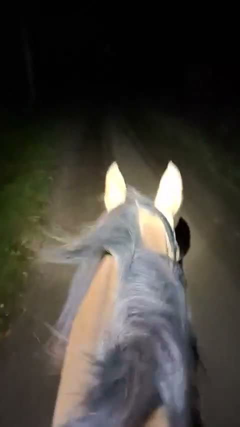 Allround hästar till salu: En trygg allroundhäst med hjärtat på rätt ställe❤️ - Video 3