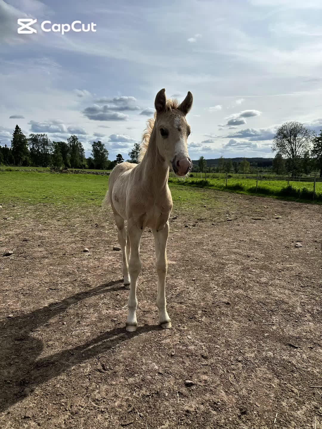 Hoppning hästar till salu: D ponny hingst i Tranås - Video 1
