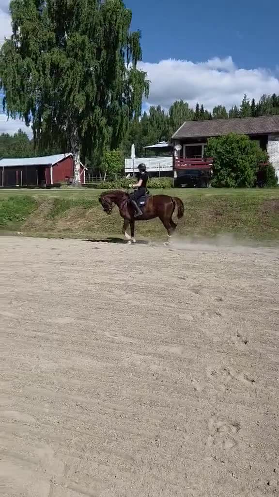 Hoppning hästar till salu: Trevlig valack till både hoppning och dessyr🧡 - Video 4