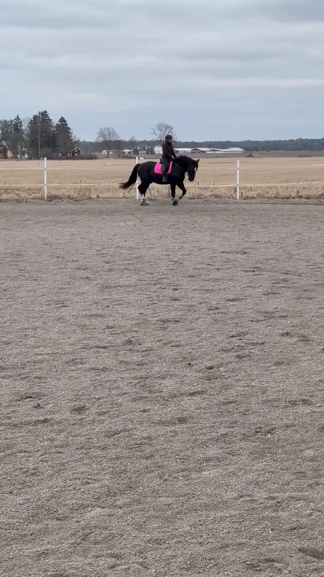 Allround hästar till salu: Bästavän för den rutinerade ryttaren - Video 3