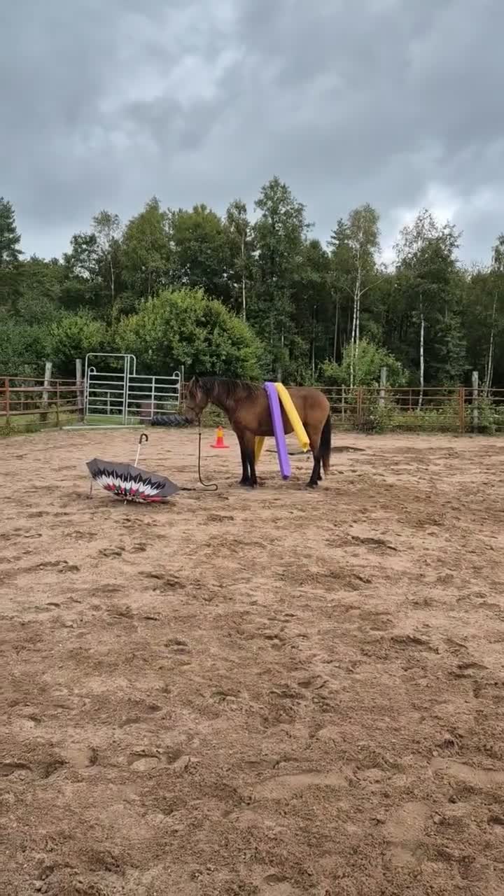 Allround hästar till salu: Olle, Allas favorit!  - Video 5
