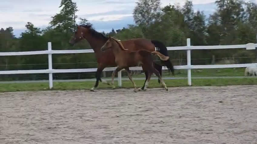 Dressyr hästar till salu: Passa på!! Dressyr löfte med högt meriterad stam! i Veddige - Video 4