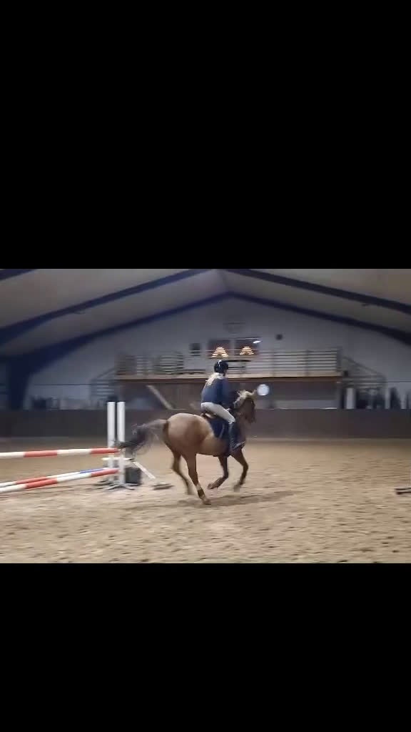 Allround hästar till salu: Snäll o go ponny vill ha en bästa vän.  - Video 1