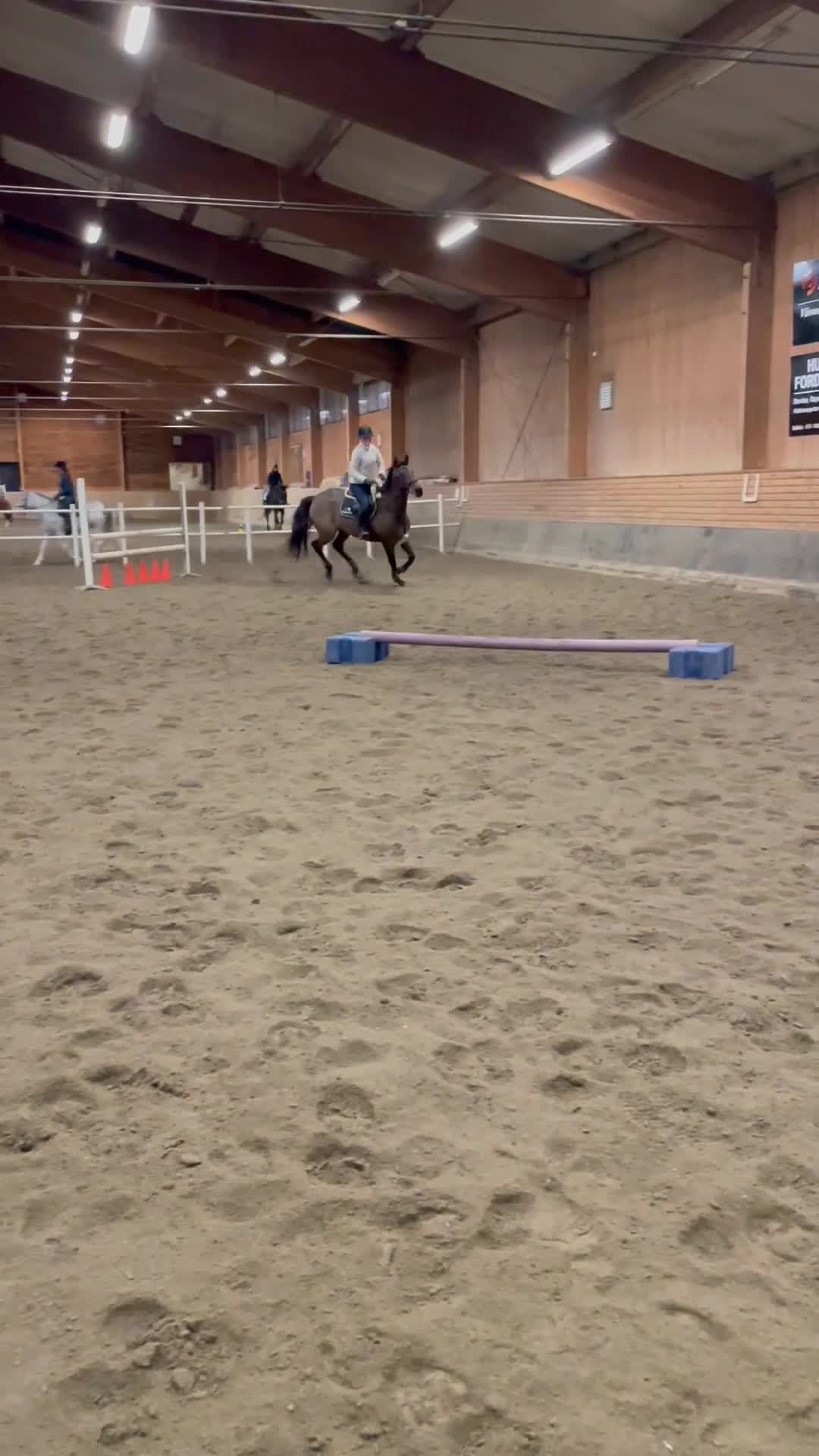 Hoppning hästar till salu: Snäll allroundhäst - Video 1