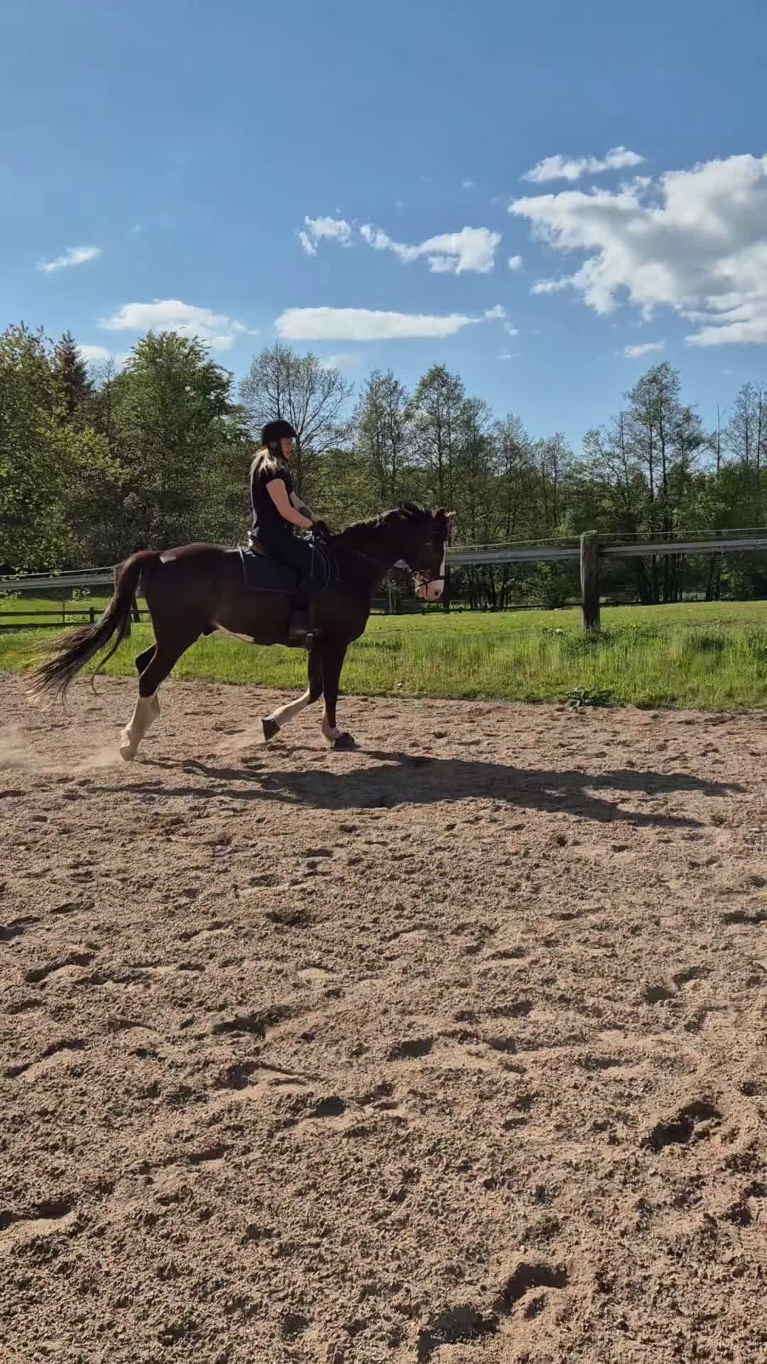 Dressyr hästar till salu: Lyxig allround Valack med inriktning dressyr - Video 2