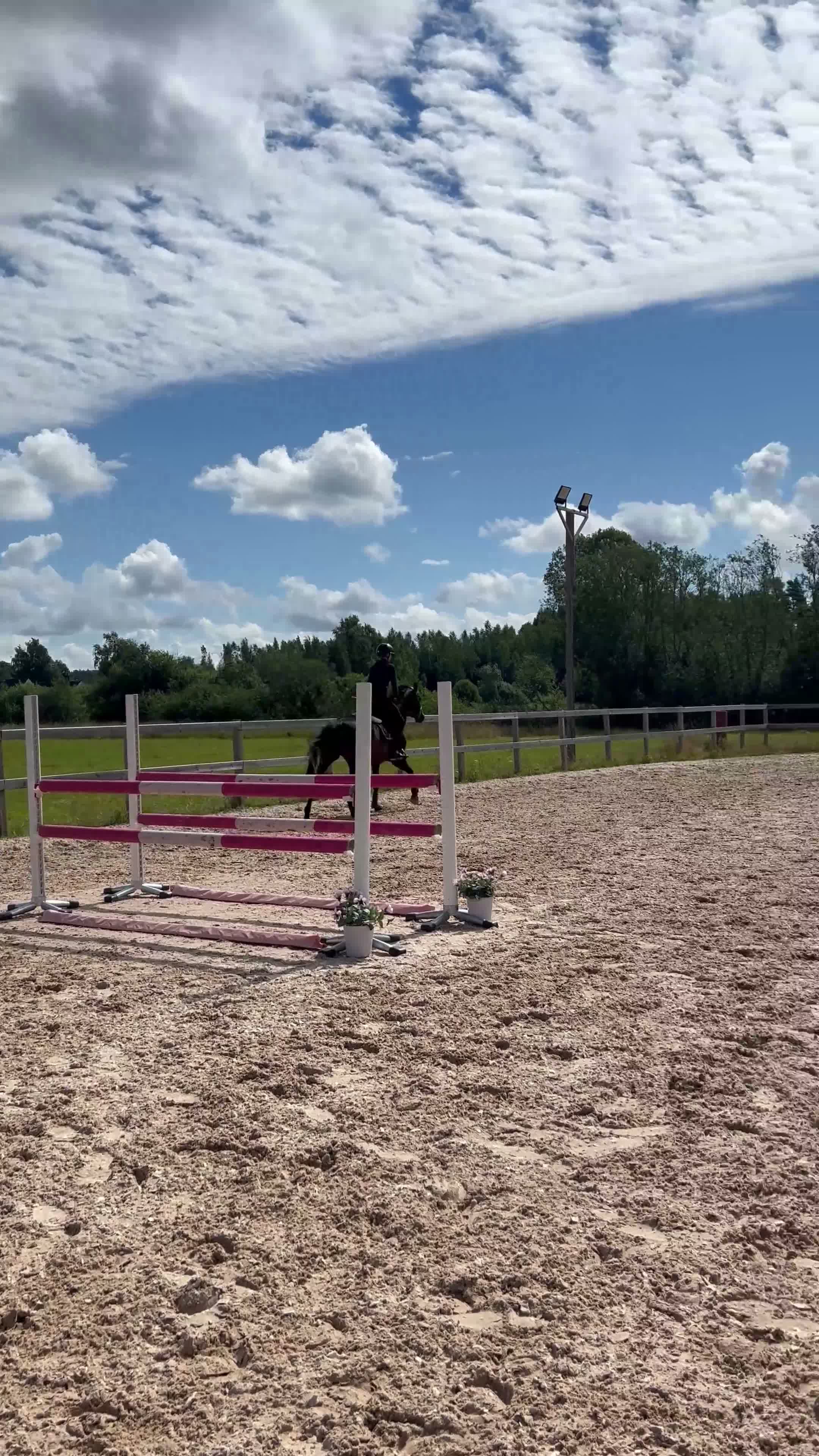 Hoppning hästar till salu: Ärlig tävlingshäst med ett hjärta av guld - Video 1