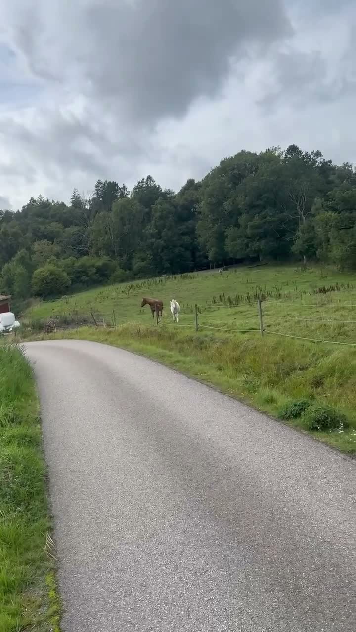  stallplats finnes: Plats på lösdrift i Lindome för valack  - Video 1