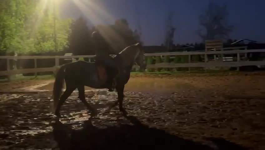 Allround hästar till salu: Snäll häst med potential  - Video 4