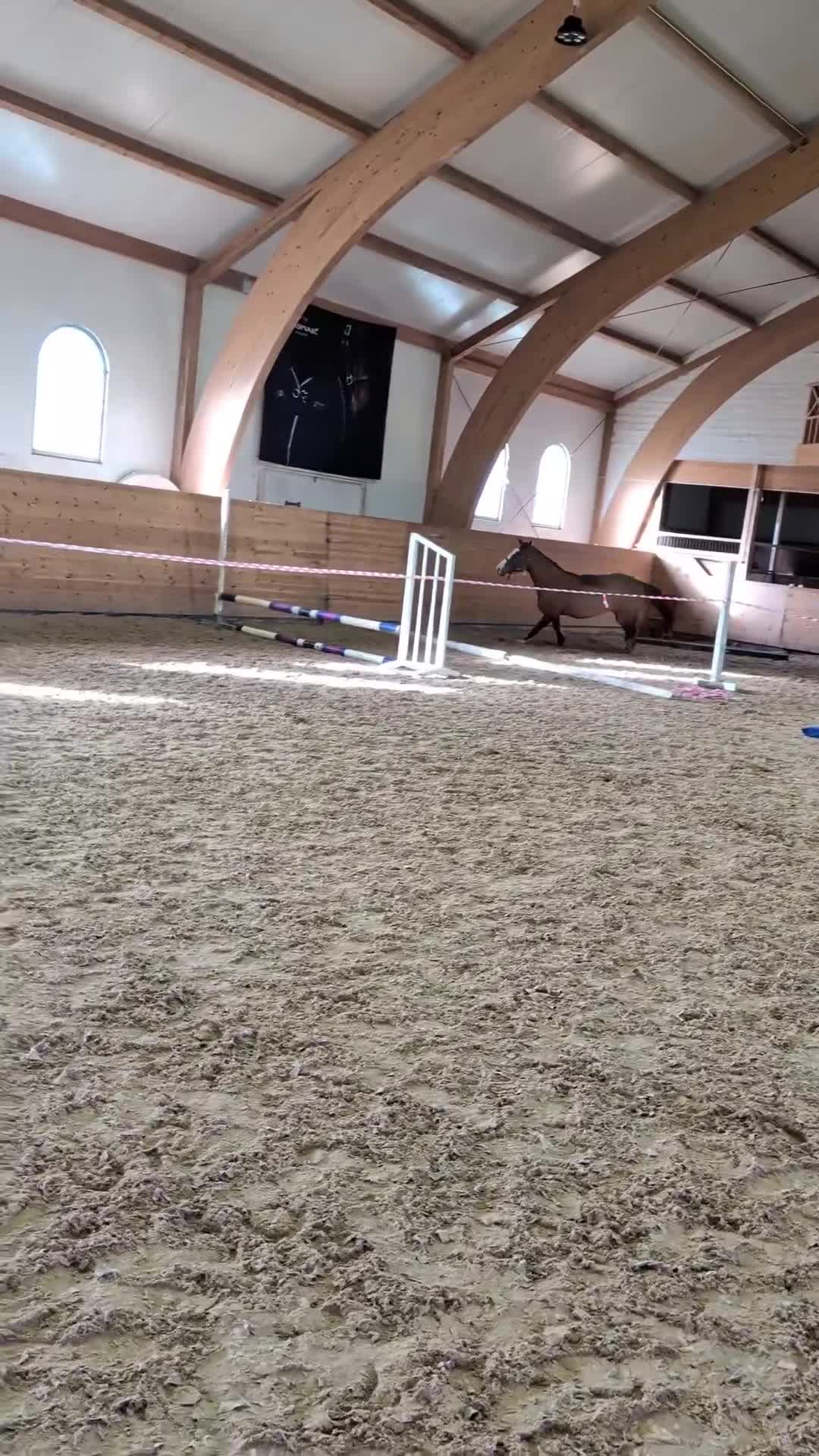 Hoppning hästar till salu: 3-åring med stor potential! - Video 1