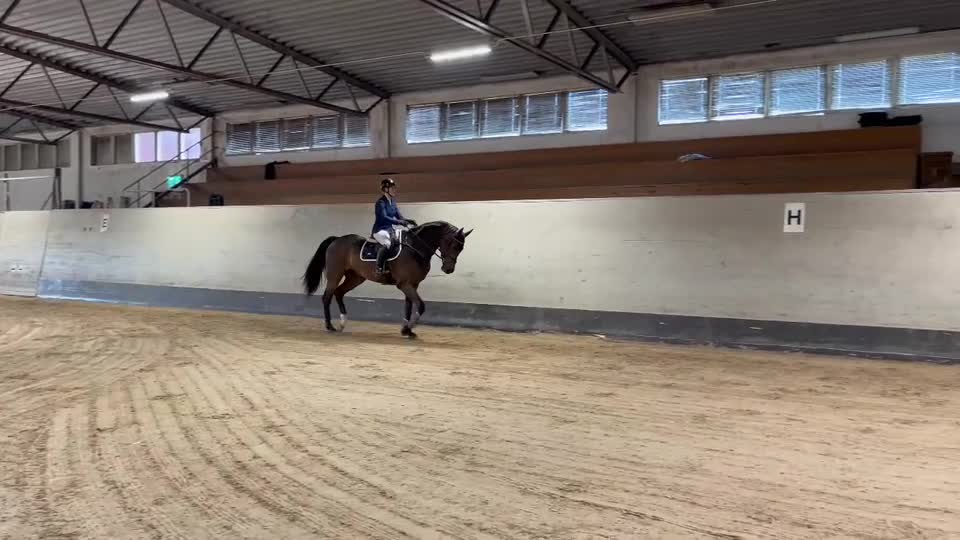 Dressyr hästar till salu: Lättriden 5 åring med kvalitet ⭐️ - Video 2