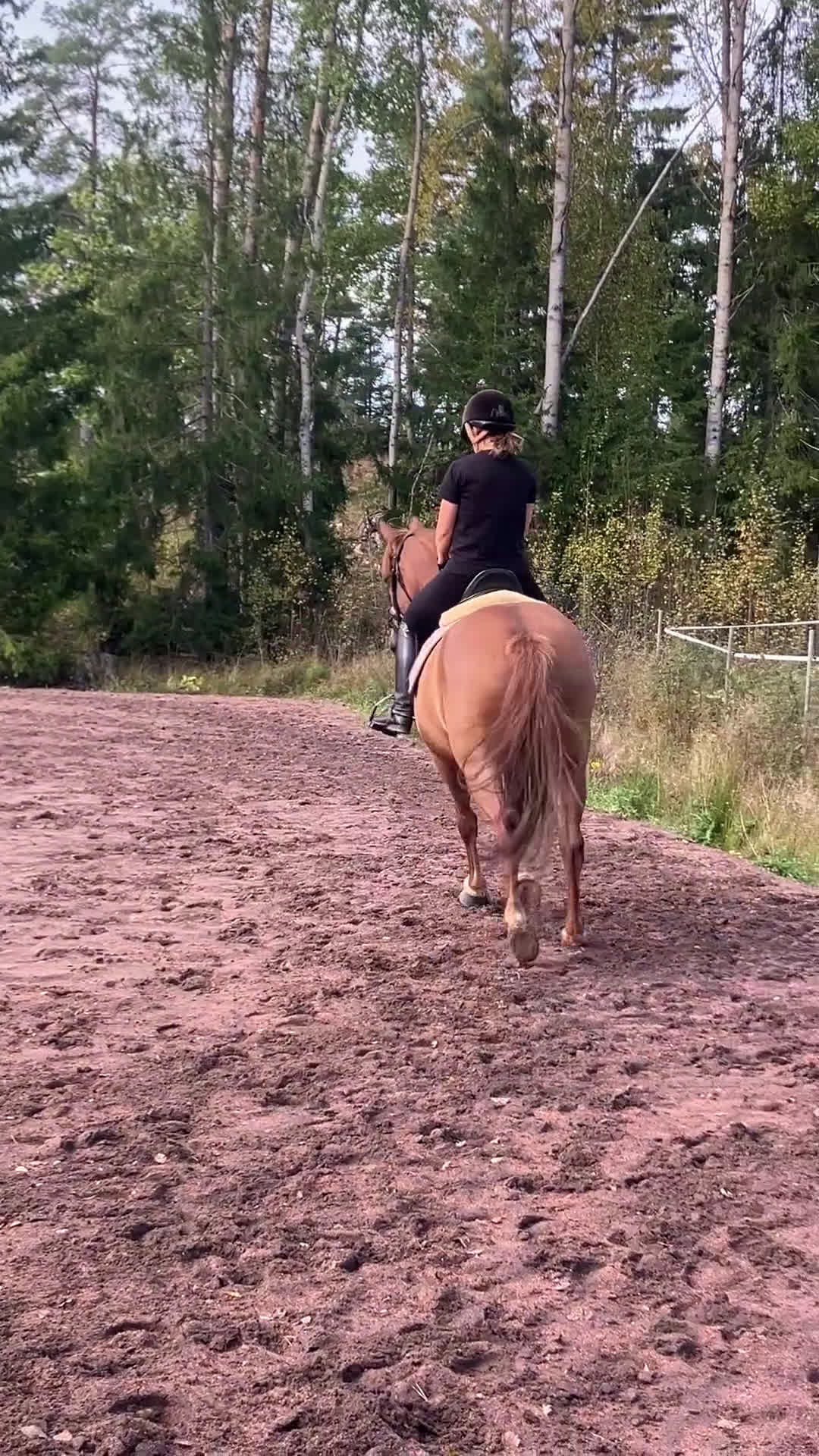 Allround hästar till salu: Trevligt ponnysto i Pargas - Video 3