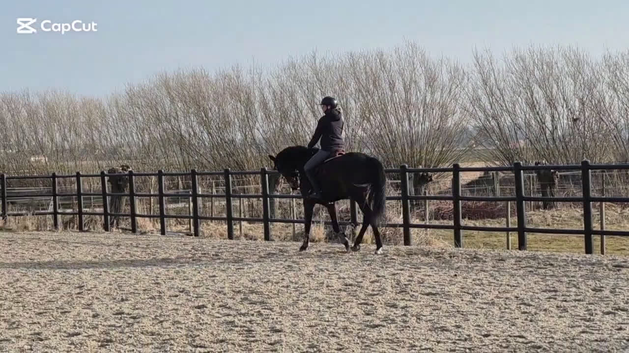 Allround hästar till salu: Dressyr 5års valack allround - Video 1