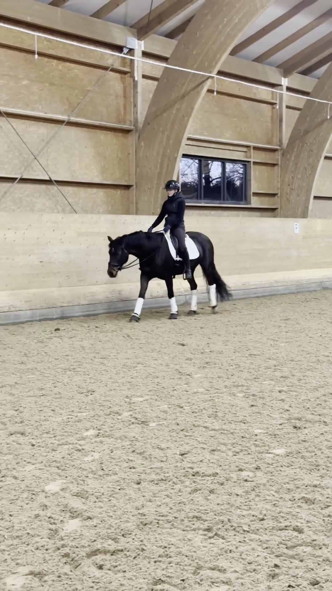 Dressyr hästar till salu: Dressyrponny med utstrålning - Video 1