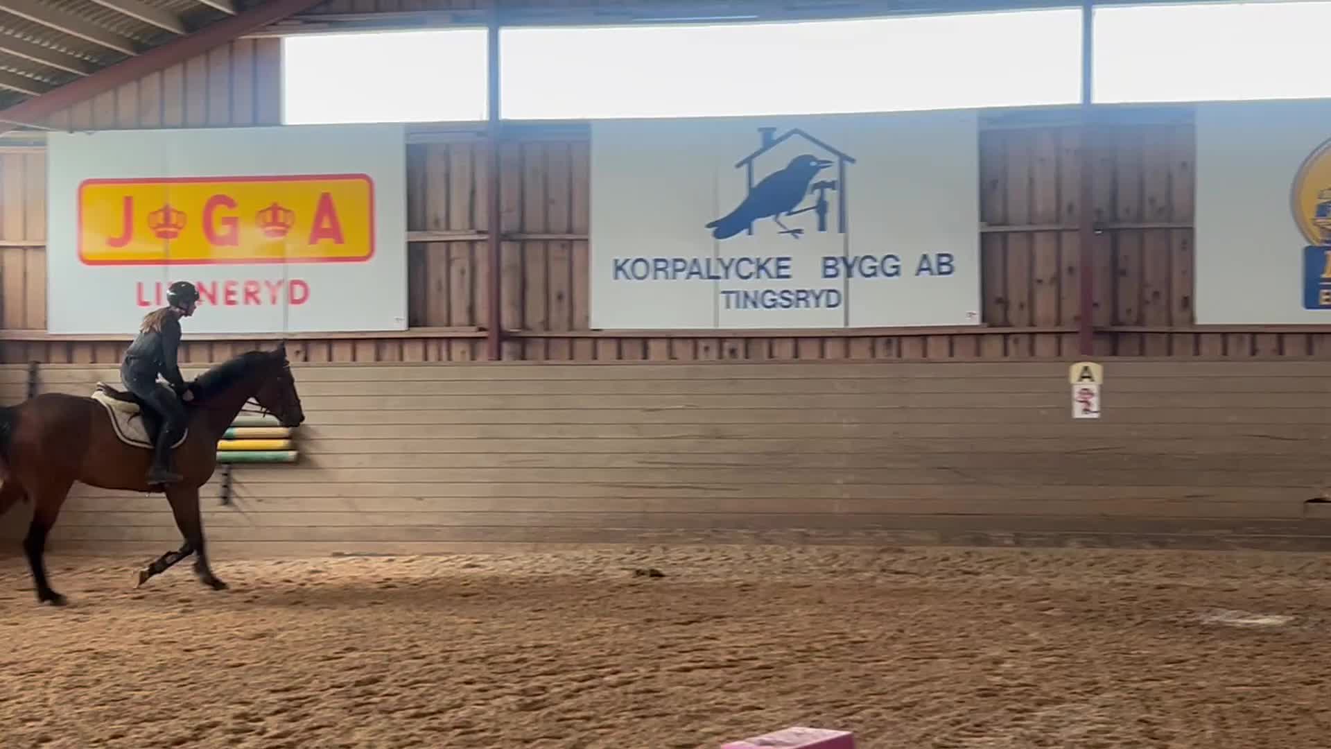 Hoppning hästar till salu: Framtida hopphäst säljes - Video 1