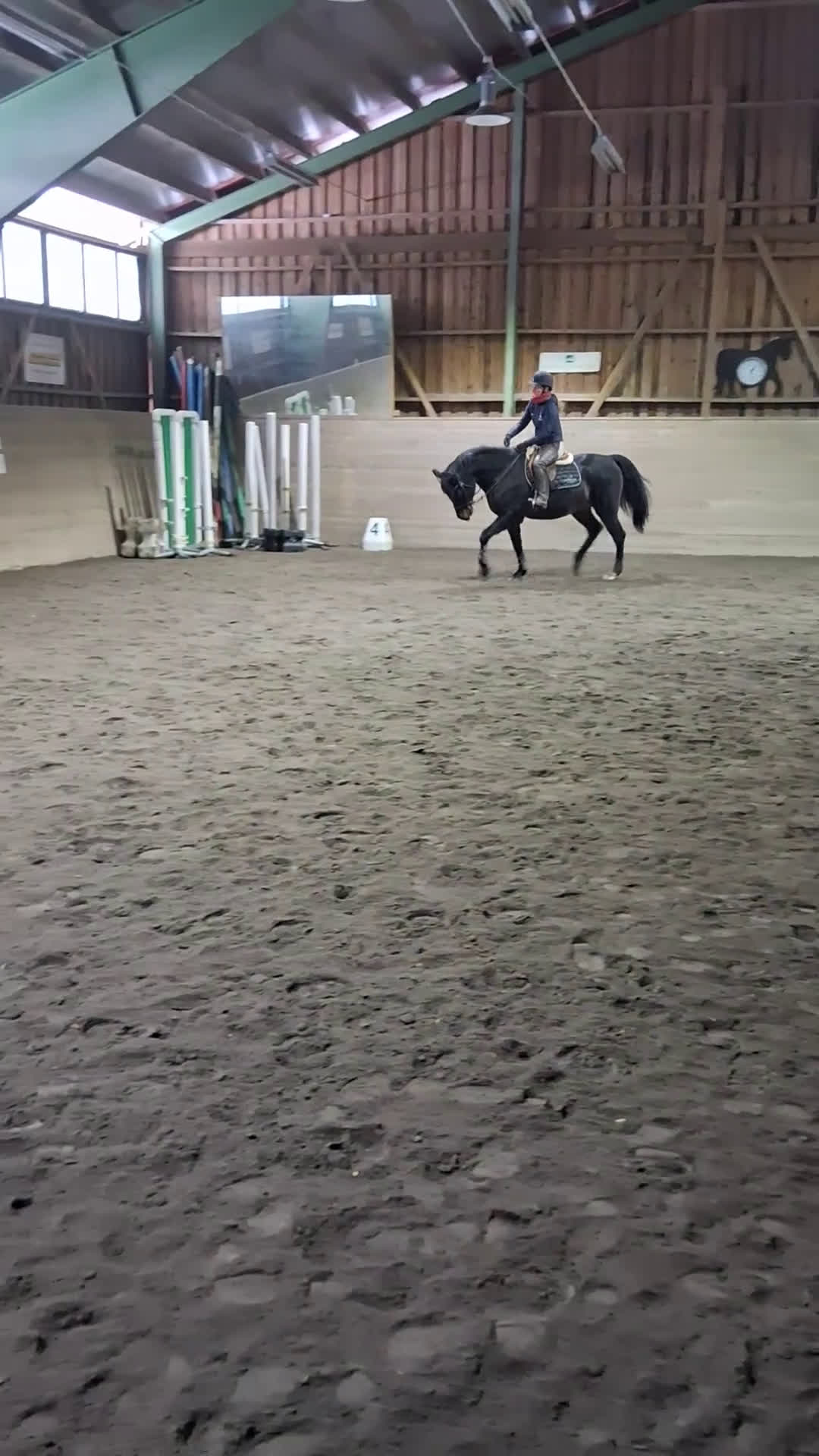 Allround hästar till salu: En fantastiskt vänlig kille - Lättare projekt - Video 4